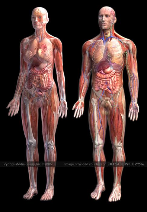 human anatomy. Human-anatomy-zygote.jpg Human