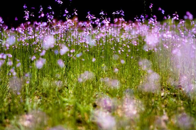 IMAGE: http://i415.photobucket.com/albums/pp231/hillhey/photog/IMG_3824.jpg