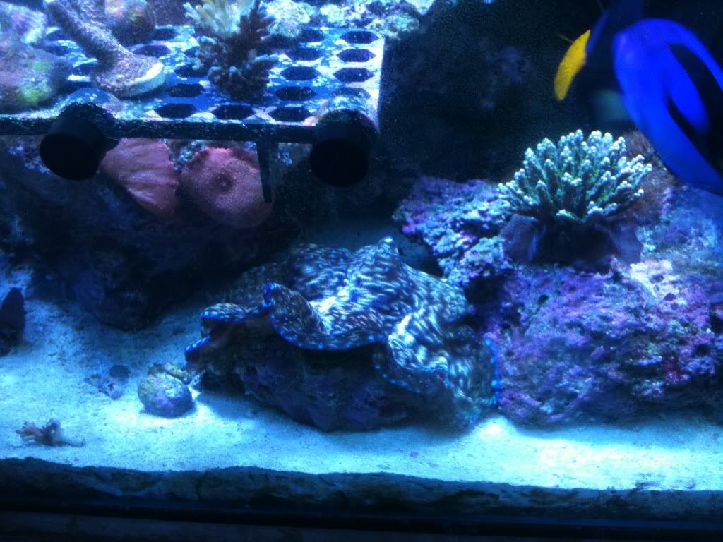 Everything Has Got To Go! Fort Myers, FL REEF2REEF Saltwater and Reef