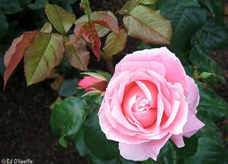 0722 queen elizabeth rose flower