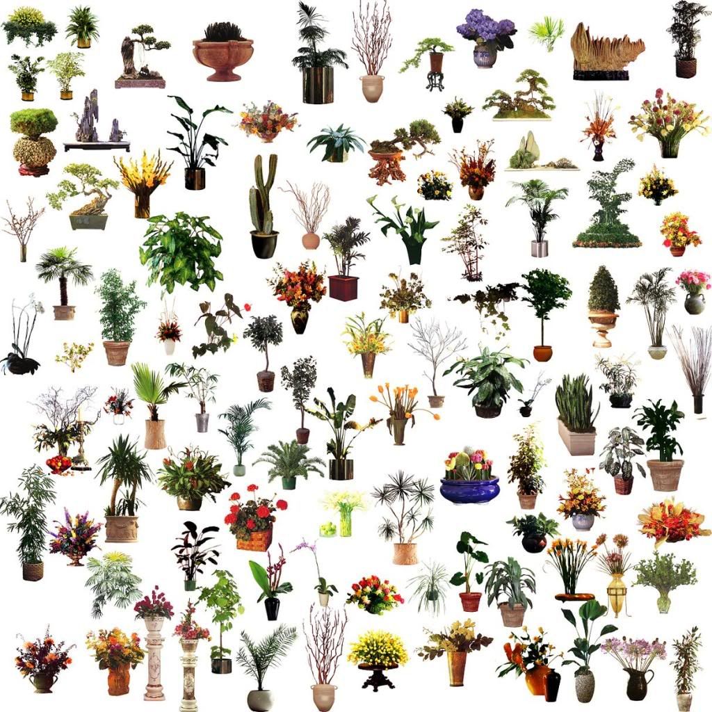 Plant.jpg