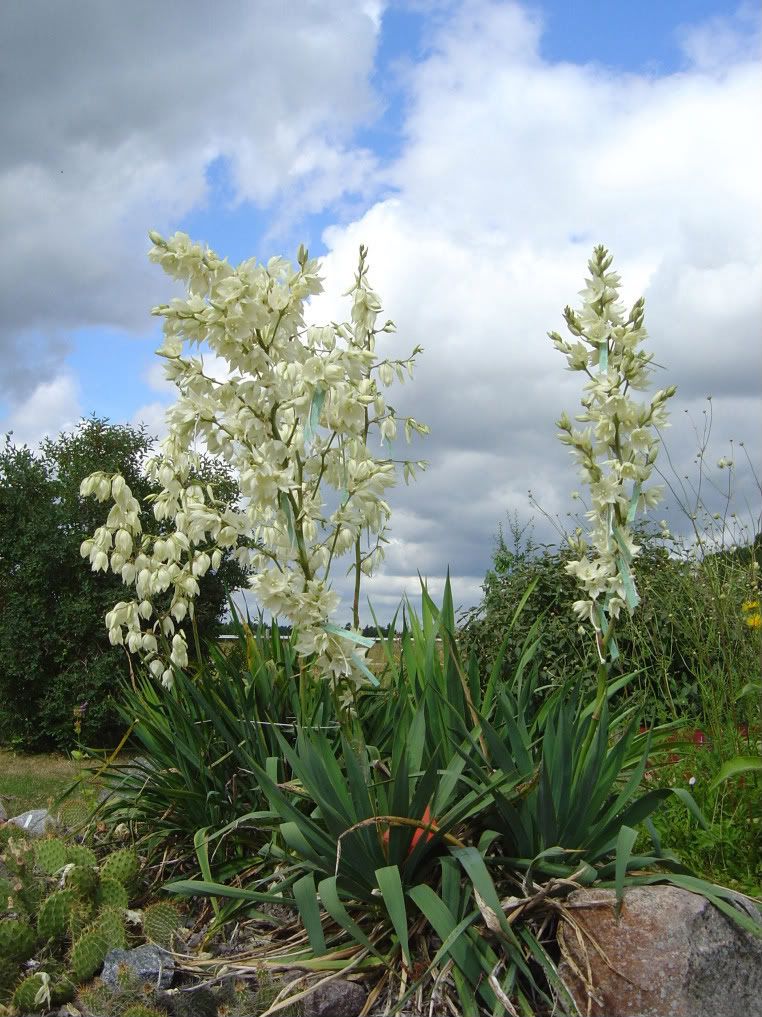 Yucca Flaccida Ivory