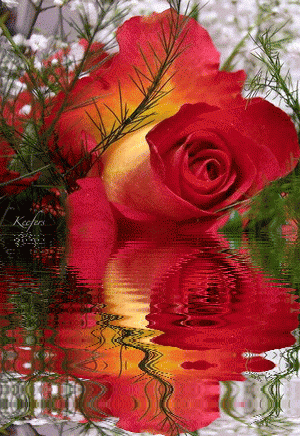 Animated Flowers. Water Reflections, Reflection, Animated Gif, Animated Gifs,  Flores,  Rosas,  Flowers, Beautiful Flowers, Keefers Pictures, Images and Photos