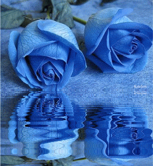 Flowers, Animated Gif, Animated Graphics, Rosas, Animated Gifs, Animated Gif, Beautiful Flowers, Roses, Keefers Pictures, Images and Photos