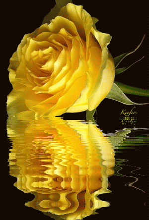 Animated Flowers. Water Reflections, Reflection, Animated Graphics,  Animated Gif, Animated Gifs,  Flores,  Rosas,  Flowers, Beautiful Flowers, Keefers Pictures, Images and Photos