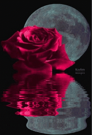 Flowers, Animated Gif, Beautiful Flowers, Roses, Keefers Pictures, Images and Photos