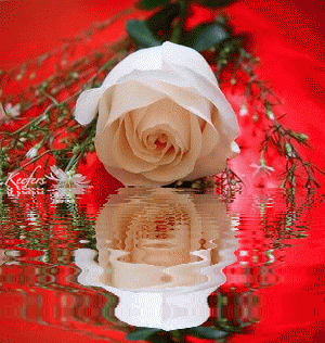Animated Flowers. Rosas,  Flores, Flowers, Beautiful Flowers, Keefers Pictures, Images and Photos