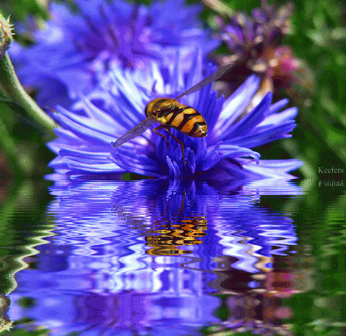 Animated Flowers, Insects, Reflection, Reflections, Flowers, Beautiful Flowers, Animated Insects, Animated Gifs, Animated Gif, Keefers photo Keefers_AnimatedFlowers2325-1-1.gif