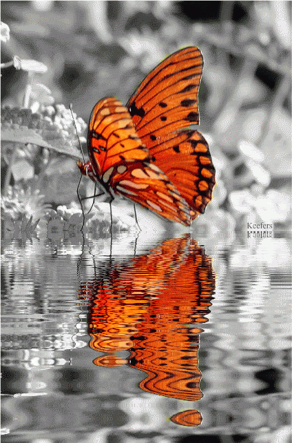 Animated Butterflies, Animated Gif, Animated Gifs, Color Splash, Butterflies, Keefers Pictures, Images and Photos