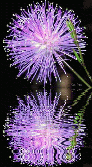 Keefers_Animated-1.gif%20Flowers,%20Flores,%20Beautiful%20Flowers,%20Animated%20Flowers,%20Water%20Reflections,%20Water%20Reflection,%20Keefers%20image%20by%20Keefers_