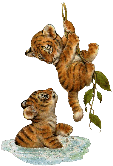 animated pics of tigers. 2Tigers.gif Animated Animals