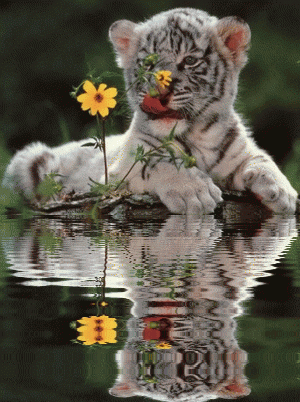 Animals, Cute Animals, Reflection,  Reflections,  Animated Gifs,  Animated Animals, Beautiful Animals, Animated Flowers, Animated Gif, Animated Gifs, Keefers
