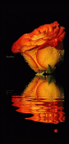 Animated Graphics, Animated Gifs, Flores,  Animated Flowers, Beautiful Flowers, Roses, Keefers Pictures, Images and Photos