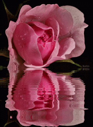 Keefers_AnimatedFlowers2009.gif Flowers, Color Splash, Beautiful Flowers,  Animated Flowers, Flores, Keefers picture by Keefers_