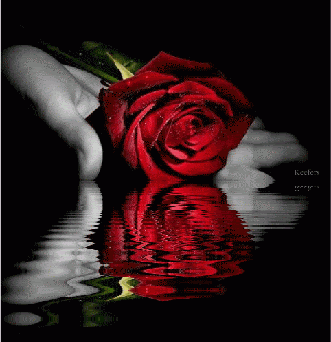 Flowers, Water Reflections, Flores, Reflection, Water Reflections,  Color Splash, Animated Graphics , Animated Gif, Animated Gifs, Beautiful Flowers, Roses, Animated Flowers, Reflection, Keefers Pictures, Images and Photos