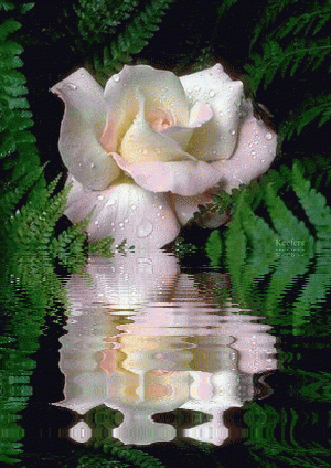 Keefers_Flowers123.gif%20Flowers,%20Beautiful%20Flowers,%20Roses,%20Animated%20Flowers,%20Flores,%20Keefers%20image%20by%20Keefers_