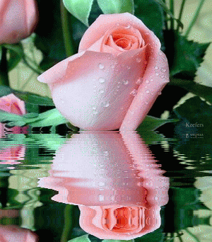 Flowers Reflection Beautiful Flowers Animated Flowers Flores Keefers Image