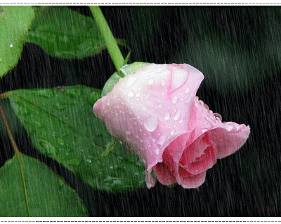 Keefers_Flowers2025.gif%20Flowers,%20Animated%20Graphics,%20Beautiful%20Flowers,%20%20Animated%20Flowers,%20Flores,%20Keefers%20image%20by%20Keefers_