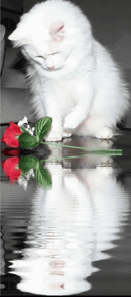 Animated Graphics, Rosas,  Flores, Reflection, Cats, Animated Gifs,  Animated Gif, Animated Flowers, Beautiful Flowers, Flowers, Roses, Animated Animals,  Keefers