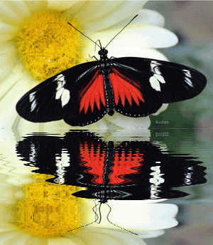 animated butterflies photo: Animated Insects Animated Gifs Animated Butterflies Animated Graphics Butterflies Bugs Insects Mariposas Keefers Keefers_AnimatedButterflies151.gif