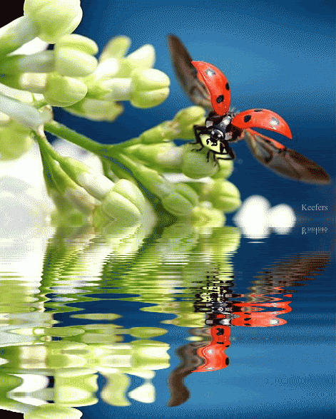 Animated Insects, Animated Flowers, Animated Graphics, Insects, Bugs, Ladybugs, Animated Ladybugs, Keefers Pictures, Images and Photos