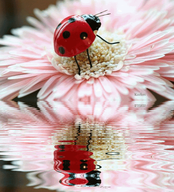 Animated Insects, Beautiful Flowers,  Animated Gifs, Animated Flowers, Animated Graphics, Insects, Bugs, Ladybugs, Animated Ladybugs, Keefers Pictures, Images and Photos