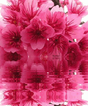 Flor cor rosa