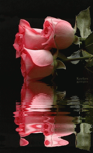 Keefers_AnimatedFlowers1113.gif%20Flowers,%20Roses,%20Color%20Splash,%20%20Flores,%20Blomsters,%20Animated%20Gifs,%20Animated%20Flowers,%20Animated%20Gifs,%20Beautiful%20Flowers,%20Flores,%20Animated%20Graphics,%20Animations,%20%20Keefers%20image%20by%20Keefers_