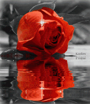 Keefers_AnimatedRose6.gif Flowers, Rosas, Rosa, Rose, Color Splash, Flores, Reflections, Beautiful Flowers, Roses, Animated Roses, Animated Graphics, Animated Gif, Animated Gifs, Animations, Keefers image by Keefers_