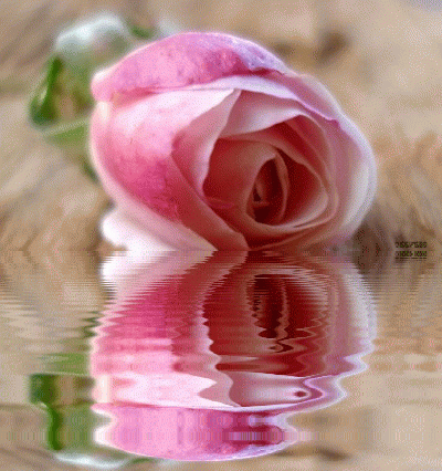 Keefers_AnimatedRoses1.gif Flowers, Rose,  Reflection, Animated Gif, Animated Gifs, Beautiful Flowers, Animated Flowers, Roses, Animated Graphics, Reflection, Keefers image by Keefers_