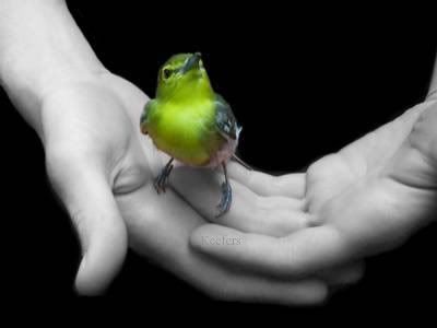 Freedom_Yellow_Bird_in_Hands.jpg