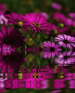Animated Flowers, Flores,  Flowers, Beautiful Flowers, Animated Graphics, Reflection, Keefers Pictures, Images and Photos