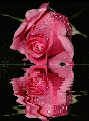 Flowers, Rose, Reflections, Animated Flowers, Beautiful Flowers, Flores, Roses, Reflection, Keefers Pictures, Images and Photos