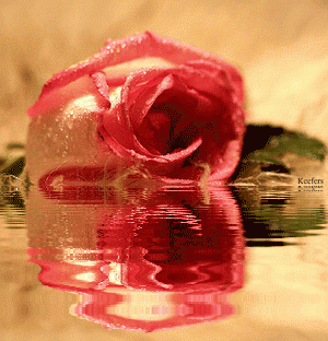 Flowers, Flores, Beautiful Flowers, Animated Gif, Animated Gifs, Beautiful Flowers, Animated Flowers, Reflection, Keefers Pictures, Images and Photos