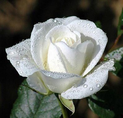 Beautiful Flower Lyrics on Rose I Ve Ever Seen  A Beautiful Rose For A Beautiful Lady     Hugz