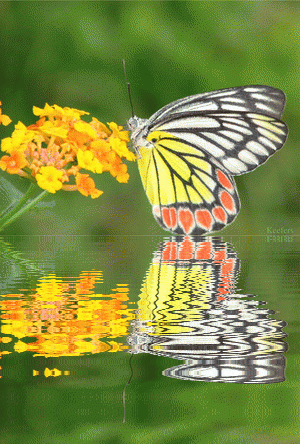 Keefers_FlowersButterflies1.gif%20Flowers,%20Beautiful%20Flowers,%20Flores,%20Roses,%20Reflection,%20Keefers%20image%20by%20Keefers_