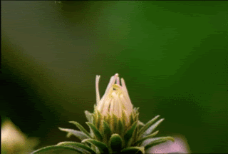 flowererups.gif%20Flowers,%20Animated%20Gif,%20Animated%20Gifs,%20Beautiful%20Flowers,%20Animated%20Flowers,%20Keefers%20image%20by%20Keefers_