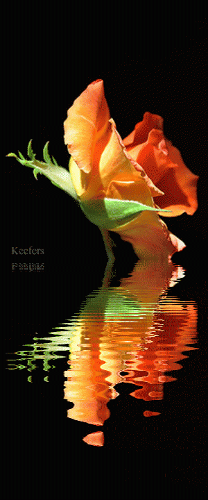 Keefers_BeautifulFlowers3039-1-1.gif%20Animated%20Gif,%20Reflection,%20Color%20Splash,%20Animated%20Flowers,%20Beautiful%20Flowers,%20Flowers,%20Flores,%20Animated%20Gifs,%20Animated%20Graphics,%20Water%20Reflections,%20Roses,%20Keefers%20image%20by%20Keefers_
