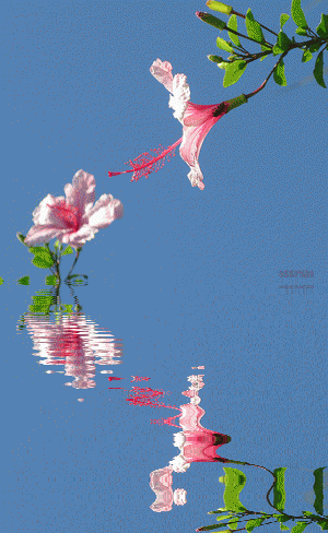 Animated Gif, Flore,  Flowers, Water Reflection, Water Reflections,  Animations, Animated Flowers, Beautiful Flowers, Flowers, Flores, Animated Gifs, Animated Graphics, Reflections, Keefers