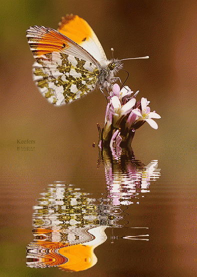 Animated Butterflies, Flowers, Beautiful Flowers, Animated Graphics, Keefers Pictures, Images and Photos