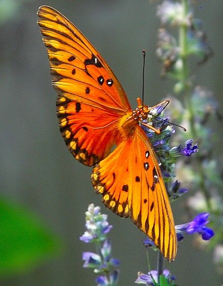 Butterflies, Flowers, Beautiful Flowers,  Photography, Nature, Keefers Pictures, Images and Photos