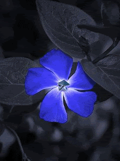 Color Splash, Flowers, Animated Gif, Animated Gifs, Animated Graphics, Keefers
