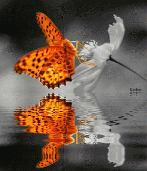 Color Splash. Animated Graphics, Animated Butterflies,  Butterflies, Animated Gifs, Animated Gif, Flores, Animated Insects. Animated Flowers, Reflections. Keefers Pictures, Images and Photos