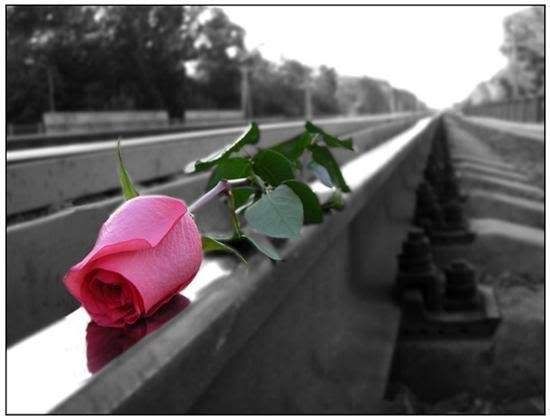 Color Splash, Roses,  Rosas, Flores, Beautiful Flowers, Keefers Pictures, Images and Photos