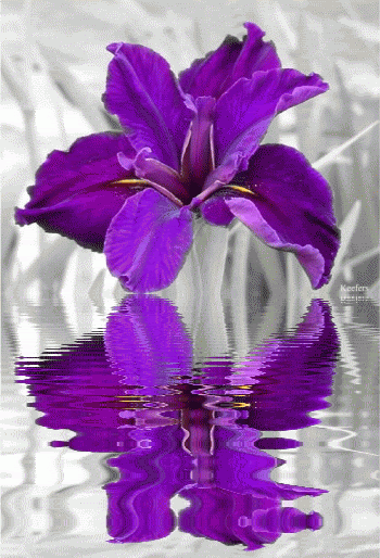 Animated Graphics. Reflection, Reflections, Water Reflection, Water Reflections, Animations, Animated Gifs, Color Splash, Flowers, Beautiful Flowers, Animated Gif, Keefers Pictures, Images and Photos