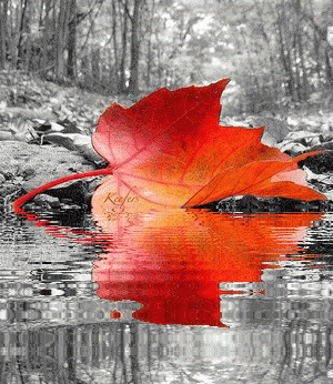 Color Splash, Animated Gifs, Animated Graphics,  Animated Gifs, Animated Landscapes, Animated Landscape, Leaves. Reflections, Water Reflections, Keefers