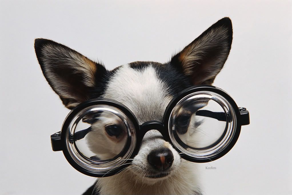 Dog.jpg Funny Animals image by Keefers_