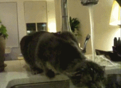 Funny Animals, Animated Gif, Animated Gifs, Animated Graphics, Cute Animals, Animated Animals, Lol Cats, Lol Animals, Keefers Pictures, Images and Photos