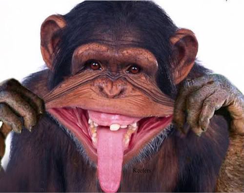Keefers_FunnyAnimals134-1.jpg Funny Animals, Lol Animals image by Keefers_