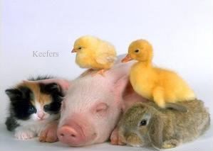 http://i415.photobucket.com/albums/pp236/Keefers_/Keefers_Funny%20Animals/animals-1.jpg